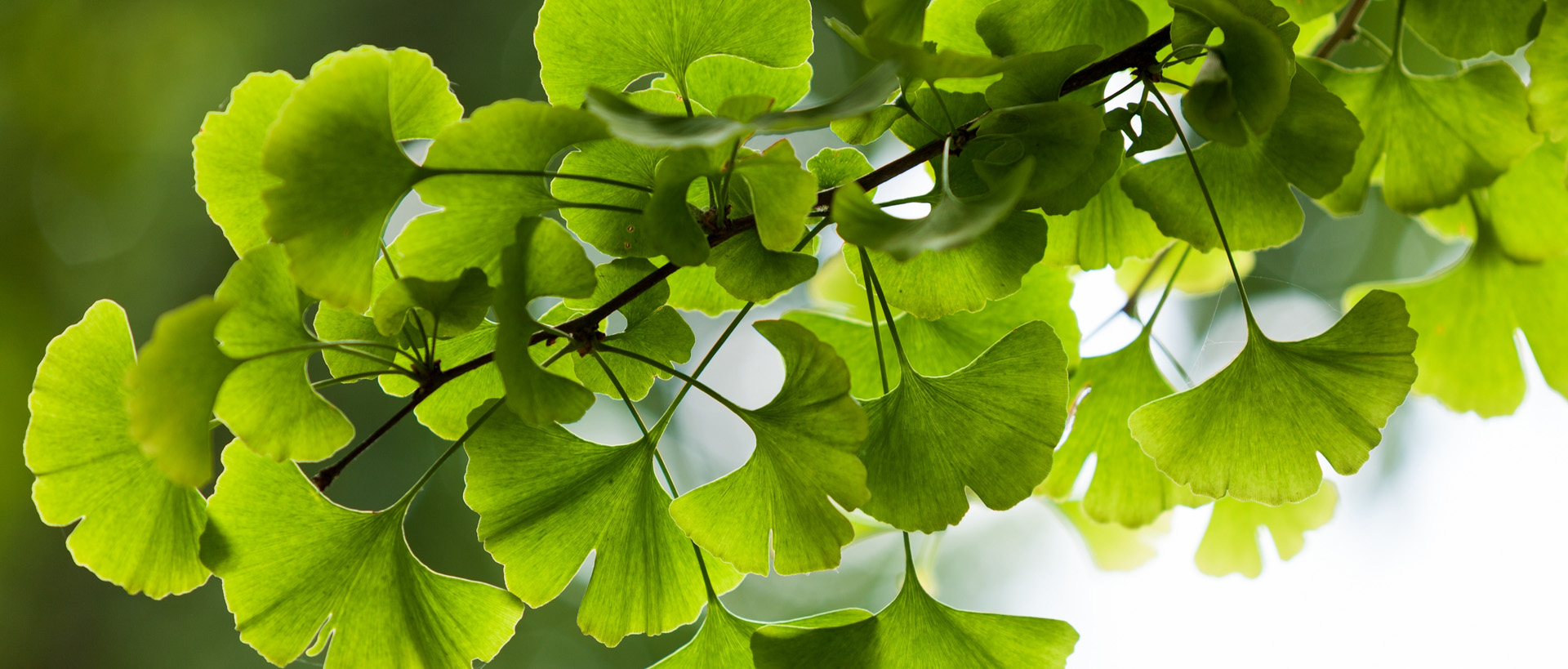 ginkgo-zoo-barcelona